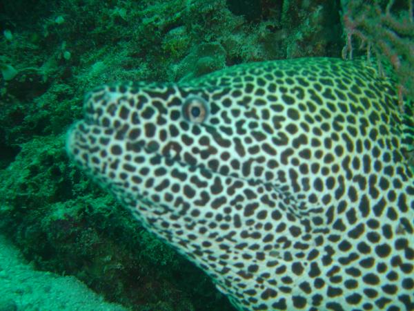 Moray - Spotted Moray