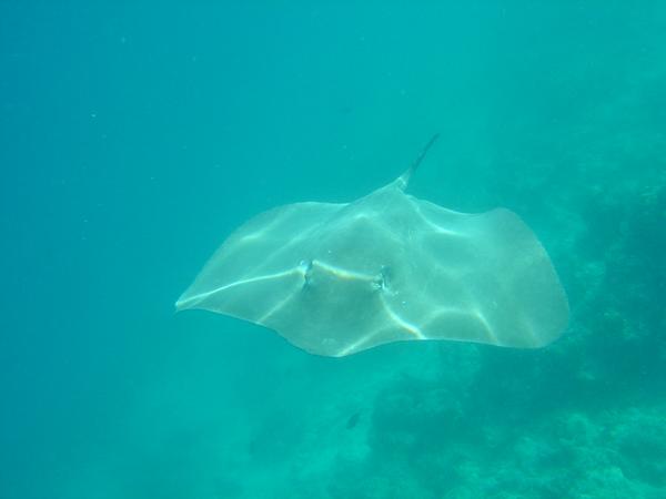 Stingrays - Jenkins Whipray