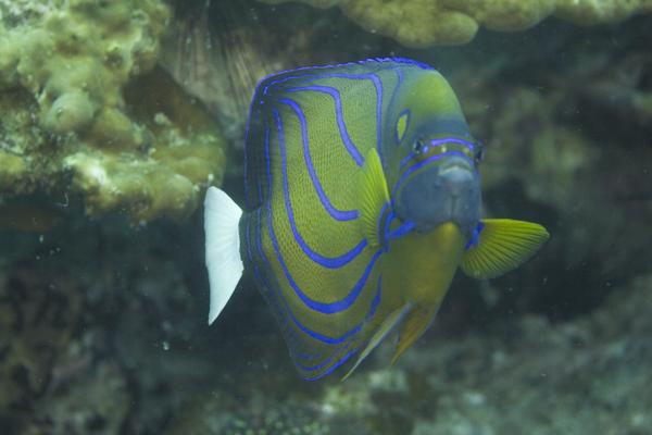 Blue-ringed Angelfish - Pomacanthus annularis