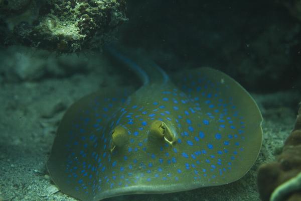 Stingrays - Blue Spotted Stingray