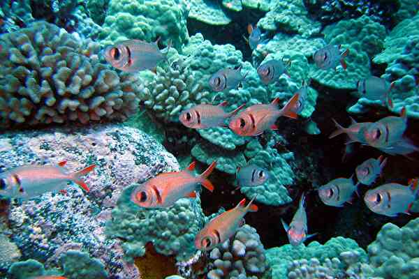 Squirrelfish - Pearly Soldierfish