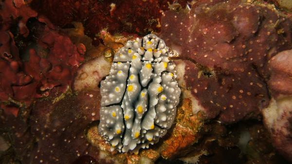 Nudibranch - Phyllidia elegans