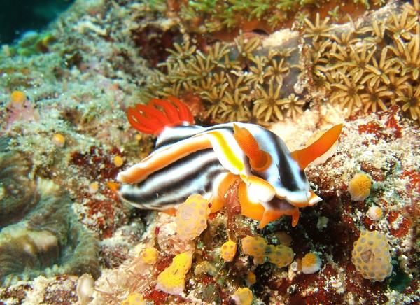 Nudibranch - Magnificent Chromodoris