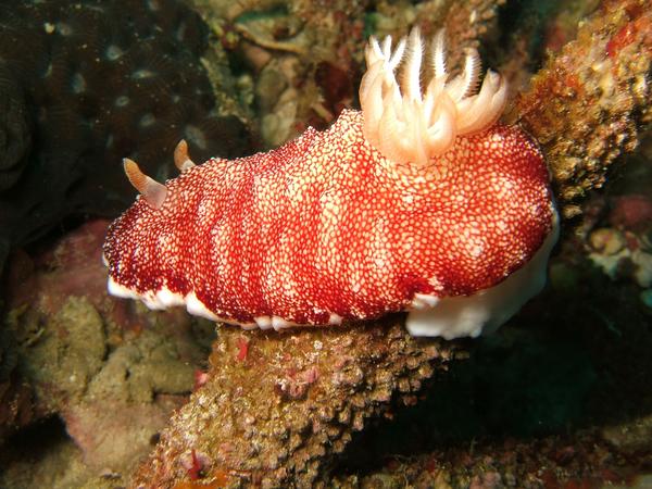 Nudibranch - Marbled Chromodoris