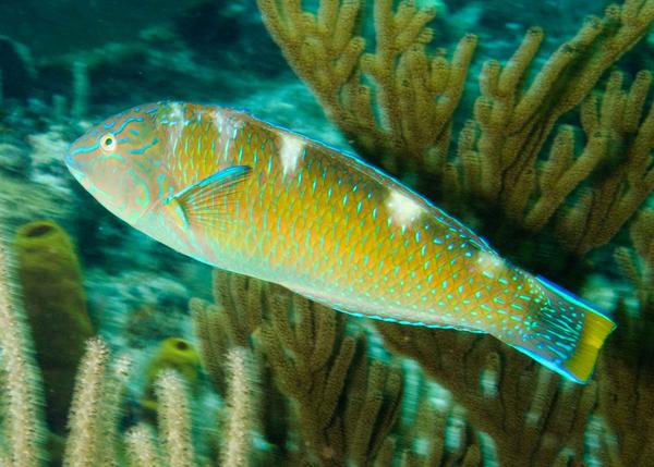 Wrasse - Puddingwife