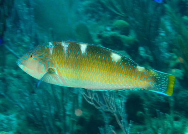 Wrasse - Puddingwife