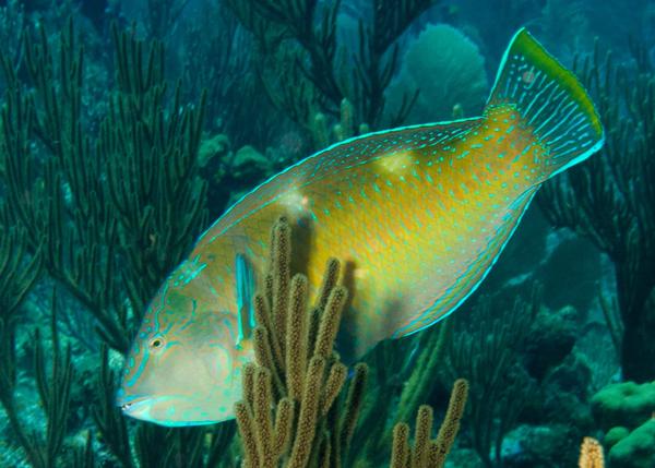 Wrasse - Puddingwife