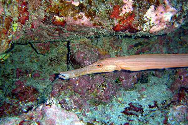 Trumpetfish - Golden Trumpetfish