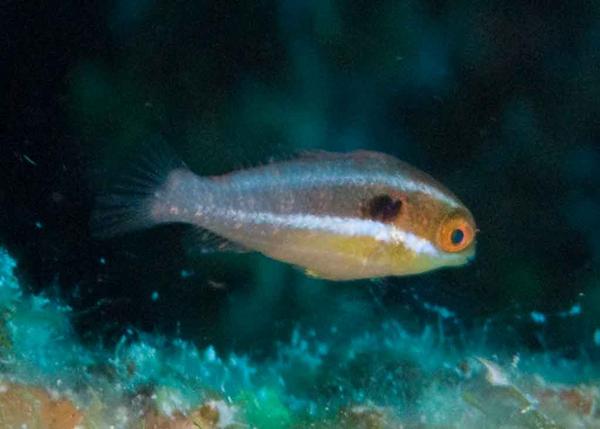 Parrotfish - Redband Parrotfish