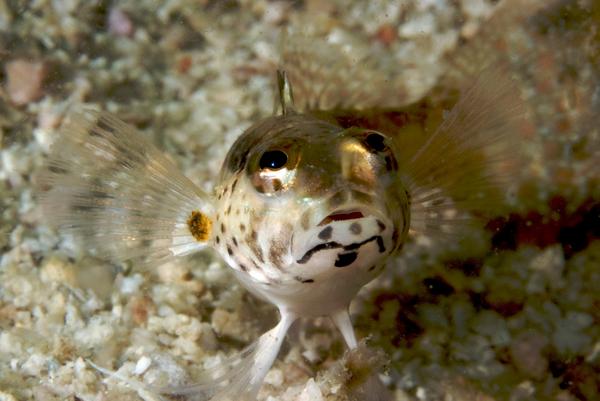 Sandperches - Blackfin Sandperch