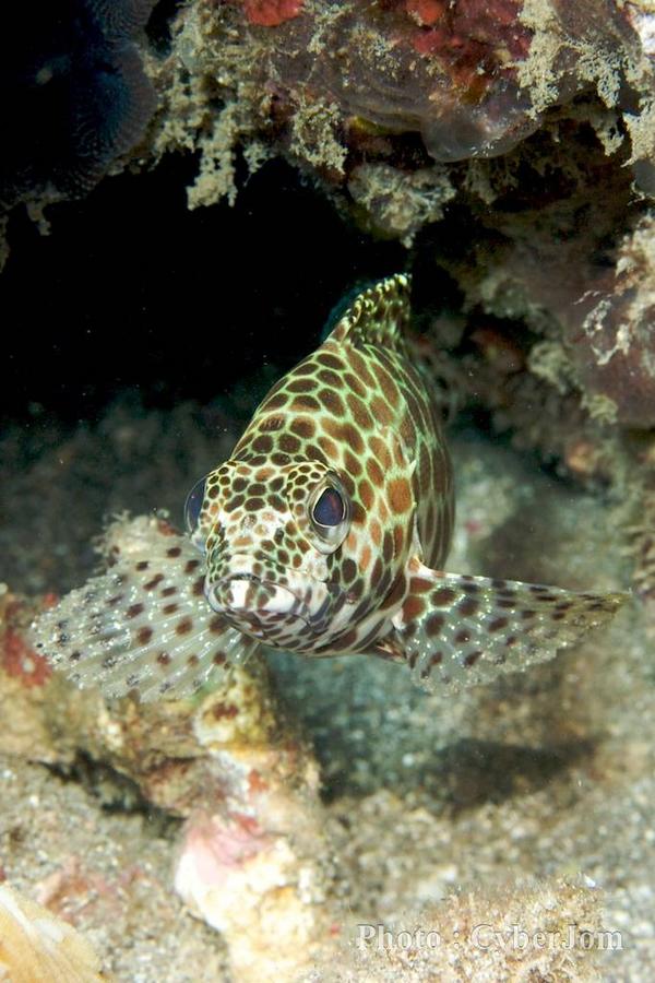 Groupers - Honeycomb Grouper