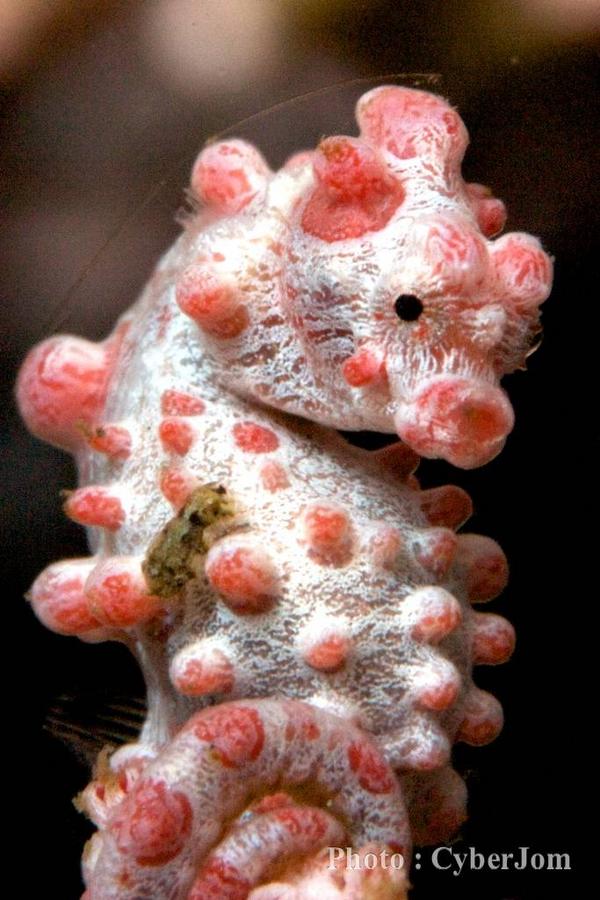 Seahorses - Pygmy Seahorse