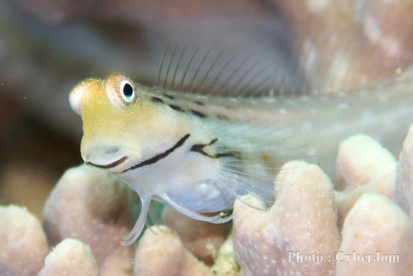 Blennies - Yaeyama Blenny