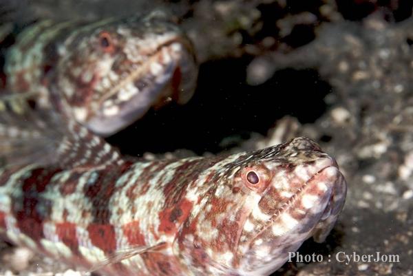 Lizardfish - Variegated Lizardfish