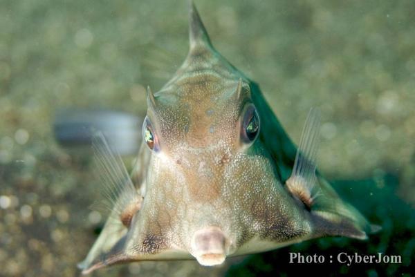 Trunkfish - Thornback Trunkfish