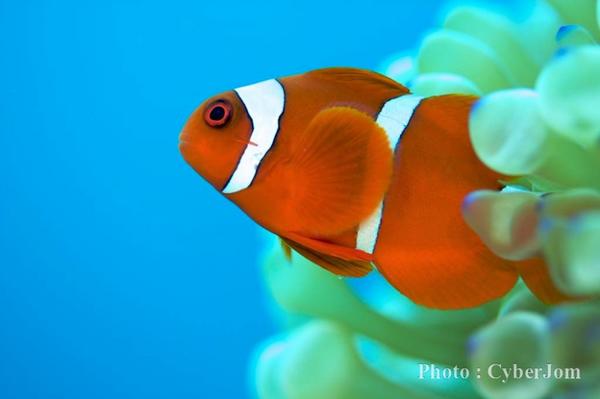 Damselfish - False Clown Anemonefish