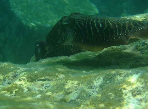 Cephalopoda - Common Cuttlefish