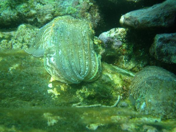 Cephalopoda - Common Cuttlefish