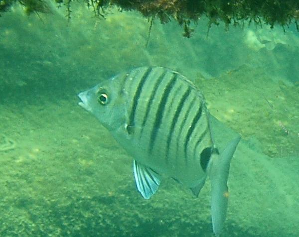 Breams - Sharpsnout Seabream