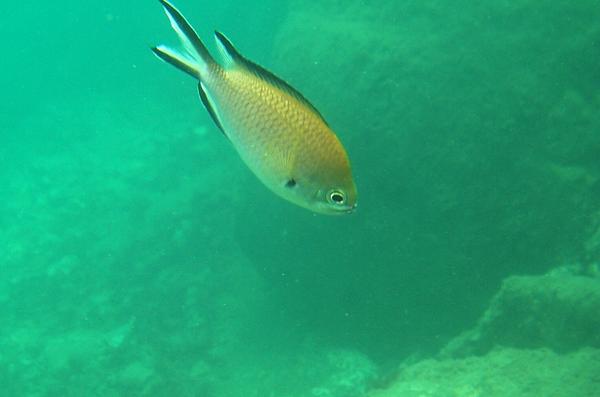 Damselfish - Atlantic Damselfish