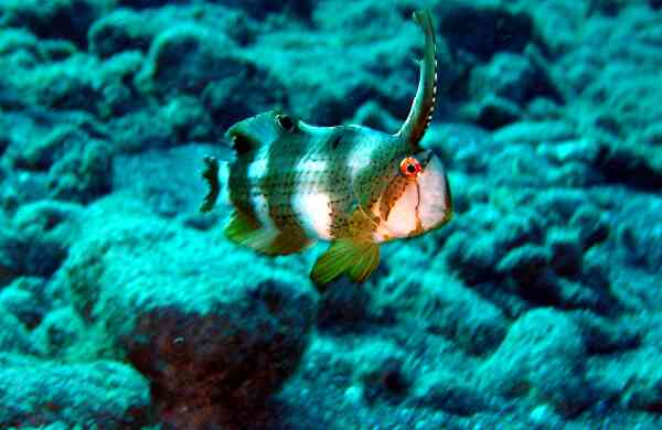 Wrasse - Peacock Razorfish