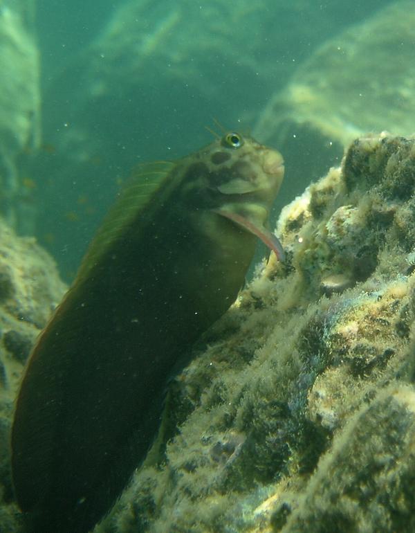 Blennies - Redlip Blenny