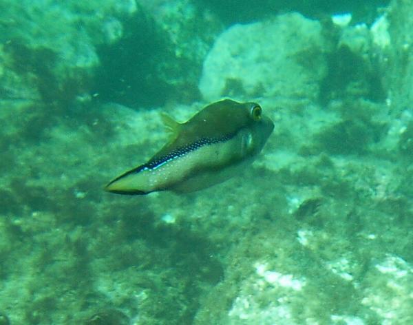 Pufferfish - Sharpnose Puffer