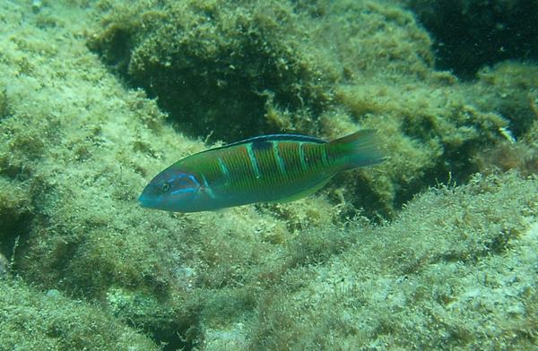 Turkish Wrasse - Thalassoma pavo