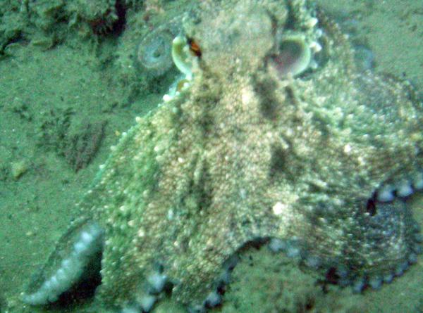 Octopuses - Common Octopus