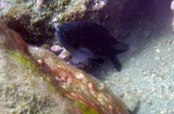 Damselfish - Mediterranean Damselfish