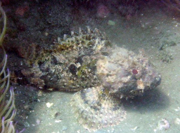 Scorpionfish - Dwarf Rockfish