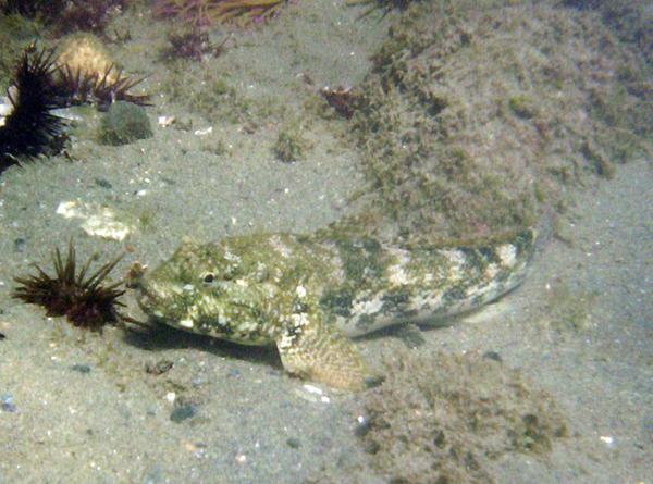 Gobies - Rock Goby