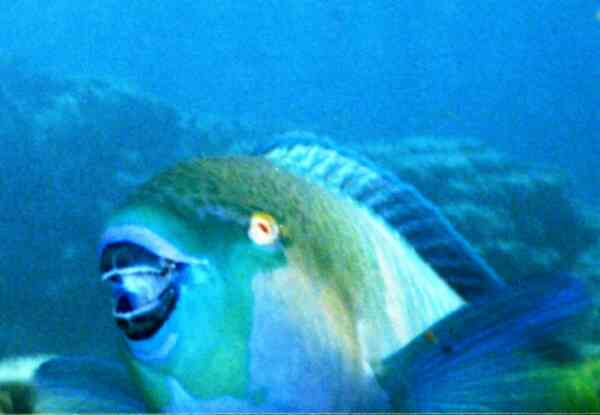 Parrotfish - Rusty Parrotfish Parrotfish - Rusty Parrotfish