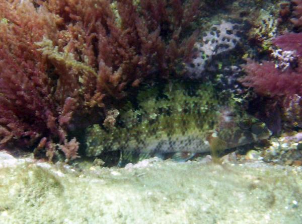 Wrasse - Five-spotted Wrasse