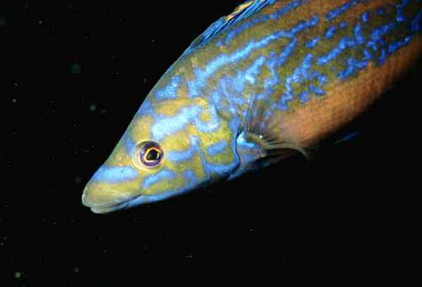 Wrasse - Cuckoo Wrasse