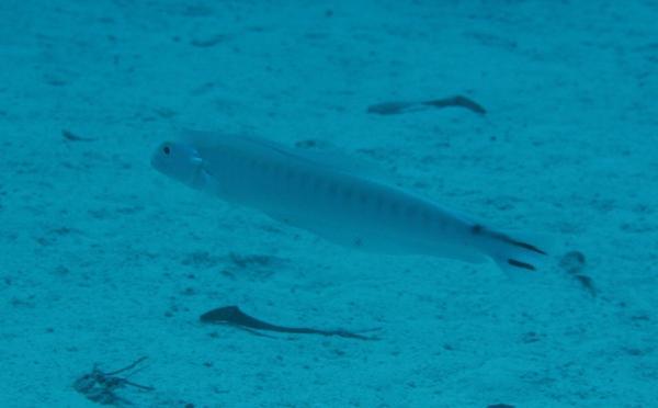 Tilefish - Flagtail Blanquillo