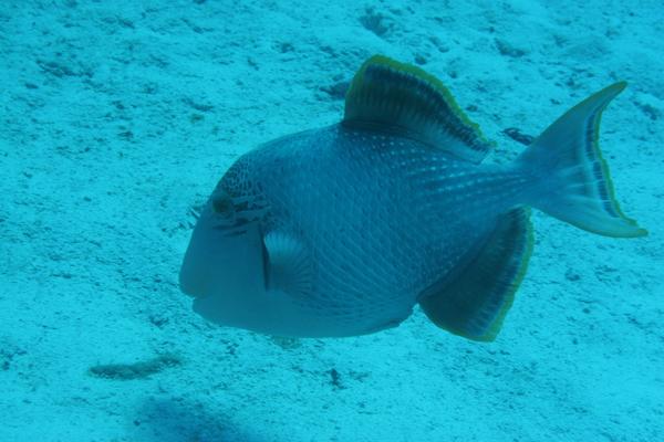 Triggerfish - Yellowmargin Triggerfish