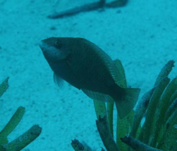 Parrotfish - Dotted Parrotfish