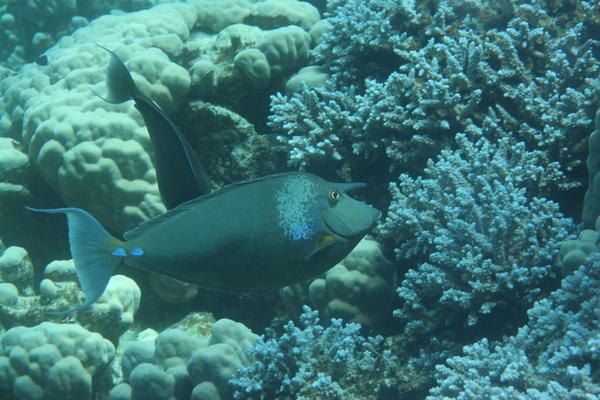 Surgeonfish - Bluespine Unicornfish