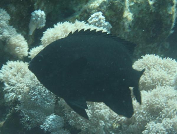 Damselfish - Black Damselfish