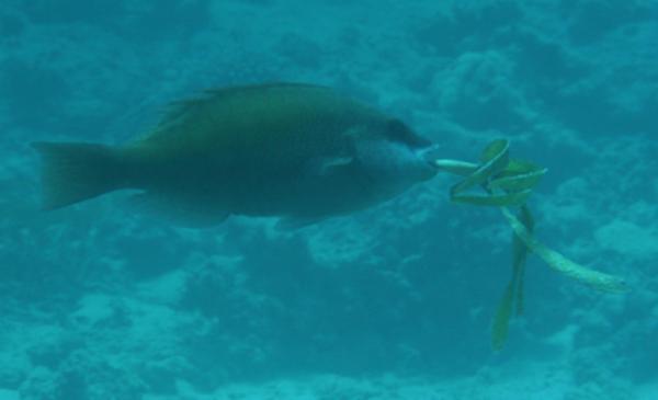 Parrotfish - Dotted Parrotfish