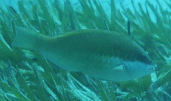 Parrotfish - Dotted Parrotfish