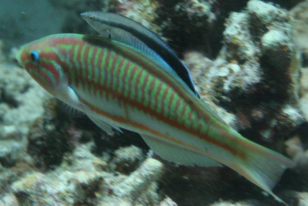 Wrasse - Bluestreak Cleaner Wrasse