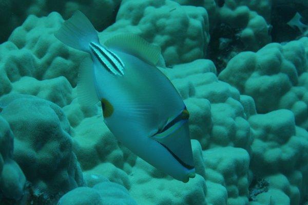 Triggerfish - Arabian Picasso Triggerfish