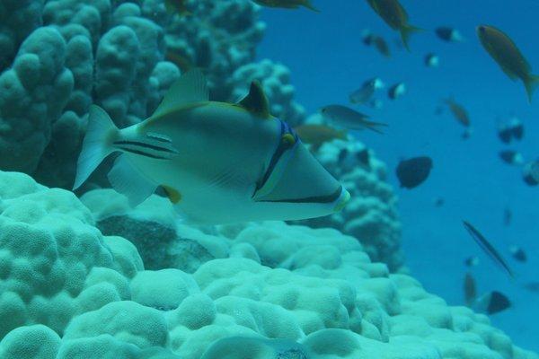 Triggerfish - Arabian Picasso Triggerfish