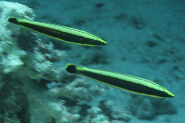 Ring Wrasse - Hologymnosus annulatus