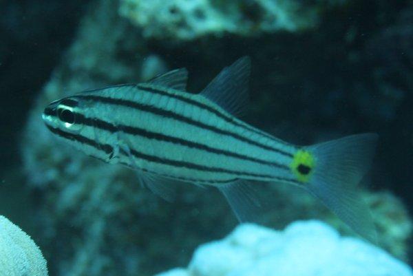 Cardinalfish - Fiveline Cardinalfish