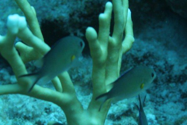 Damselfish - Arabian chromis