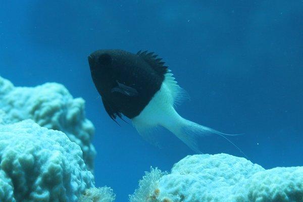 Damselfish - Twotone Chromis