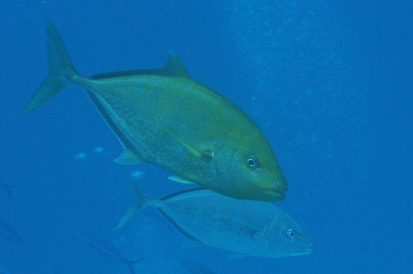 Jacks - Goldbody Trevally